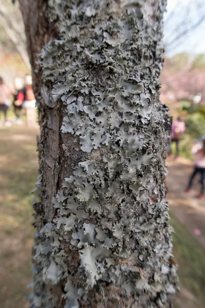 Musgo seco y liquen en un árbol . —  Fotos de Stock