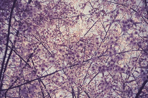 Sakura, våren cherry blossom med mjuk bakgrund. — Stockfoto