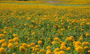 marigolds (tagetes erecta, Meksikalı kadife çiçeği, Aztek kadife çiçeği, afr
