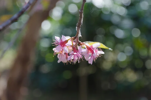 Sakura, tavaszi cherry blossom — Stock Fotó