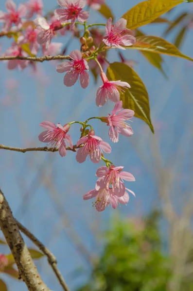 Sakura, Spring cherry blossom — Stock Photo, Image