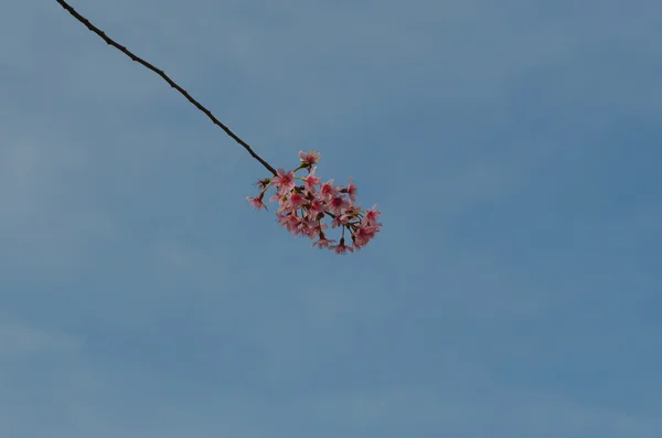 Sakura, våren cherry blossom — Stockfoto