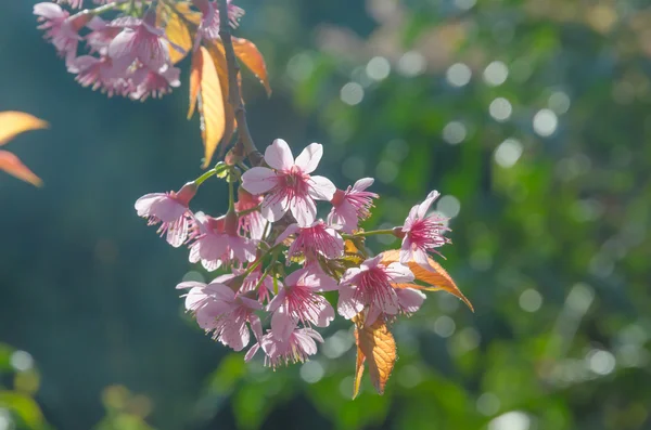 Sakura, flor de cerezo de primavera — Foto de Stock