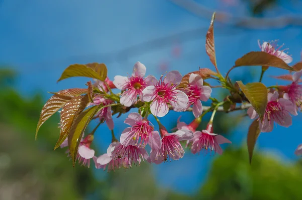 Sakura, Spring cherry blossom — Stock Photo, Image