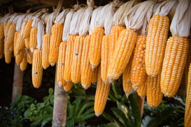 Olgun kurutulmuş mısır koçanı asılı