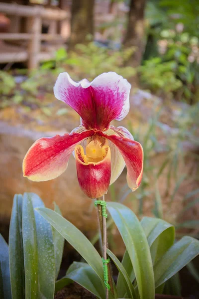 Bellissimi fiori di orchidea paphiopedilum in giardino . — Foto Stock