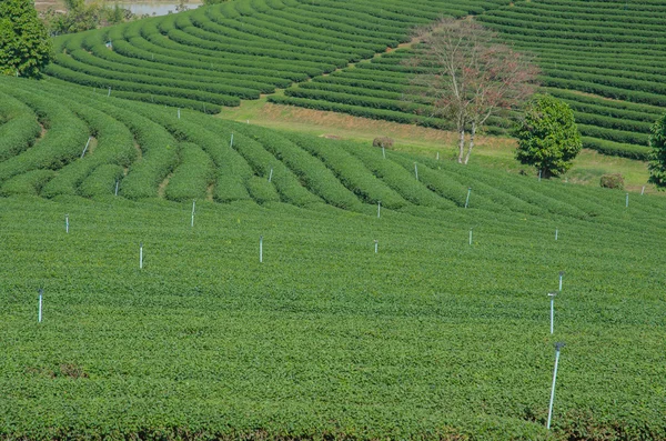 Чайные плантации на севере Таиланда. — стоковое фото