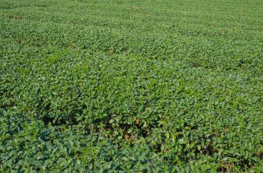 Tayland 'ın kuzeyindeki çay tarlaları.