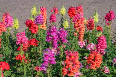 Bahçede çiçek açan ejderha snap