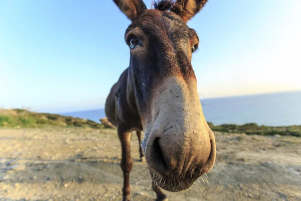 Burro salvaje en la península oriental del norte de Chipre — Foto de Stock