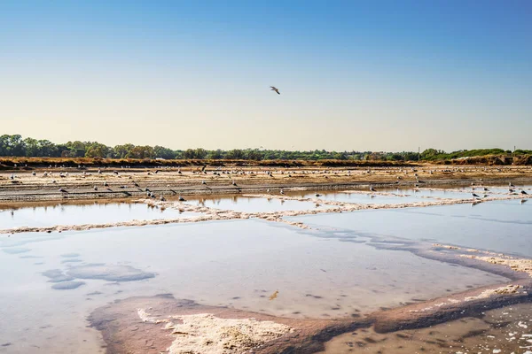 Many Seagulls Enjoying Salty Ponds Salines Faro Algarve Portugal — Stock Photo, Image