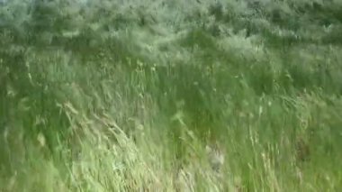 vahşi güzel sallanan otların