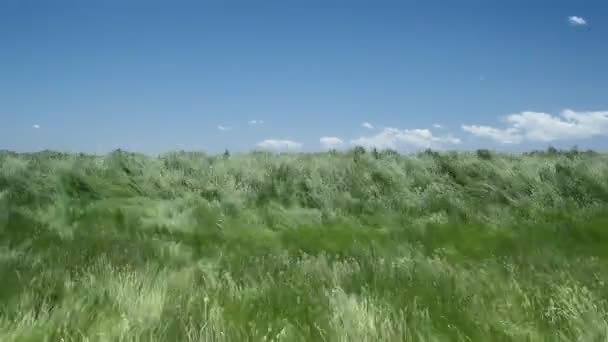 Bela relva ondulante de deserto — Vídeo de Stock