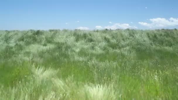 Hermosa hierba ondeante de desierto — Vídeos de Stock