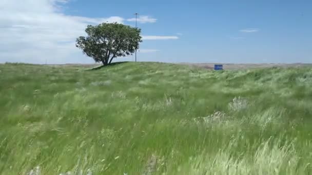 Bela relva ondulante de deserto — Vídeo de Stock