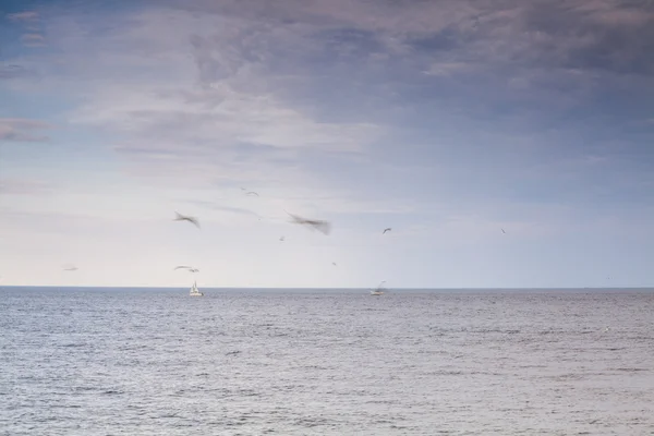 Mare, gabbiani e barche a vela . — Foto Stock