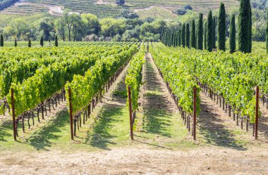 Bağ tepelik Napa Valley bölgesinde