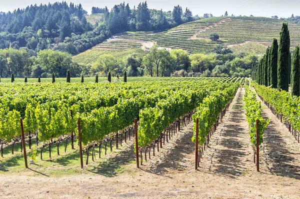 Vineyard in the hilly Napa Valley area — Stock Photo, Image