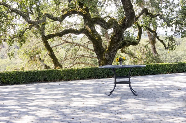 Landscape of Napa Valley, old tree and table with sunflowers — Stock Photo, Image