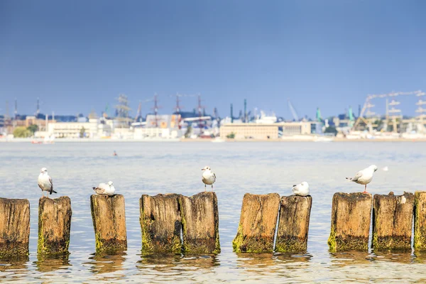 Gaivotas em Gdynia, Mar Báltico — Fotografia de Stock