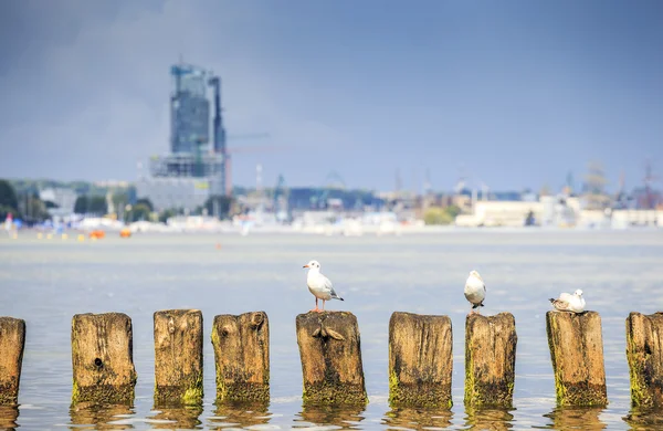 Gaviotas en Gdynia, Mar Báltico —  Fotos de Stock