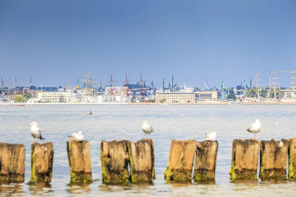 Gabbiani a Gdynia, Mar Baltico — Foto Stock