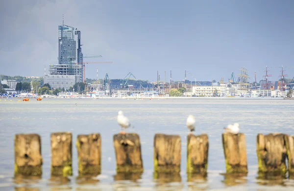 Fiskmåsar i Gdynia, Östersjön — Stockfoto