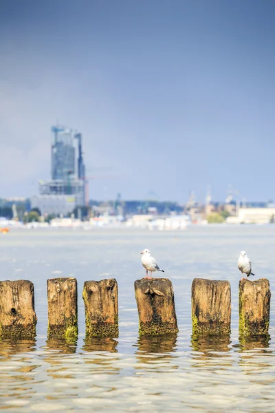 Seagulls in Gdynia, The Baltic Sea — Stock Photo, Image