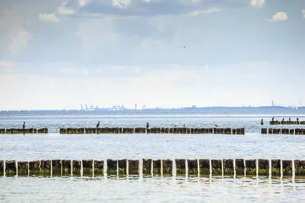 Gdansk Harbor skyline and sea birds — Stock Photo, Image