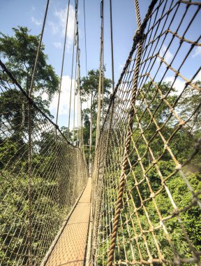 Gölgelik geçit Kakum Ulusal Parkı, Gana, Batı Afrika'da