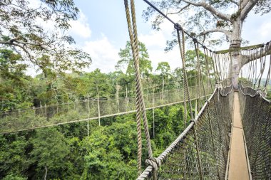 Gölgelik geçit Kakum Ulusal Parkı, Gana, Batı Afrika'da