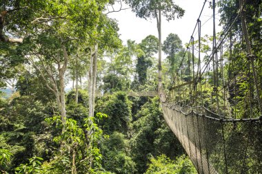 Gölgelik geçit Kakum Ulusal Parkı, Gana, Batı Afrika'da