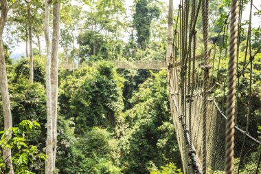 Gölgelik geçit Kakum Ulusal Parkı, Gana, Batı Afrika'da