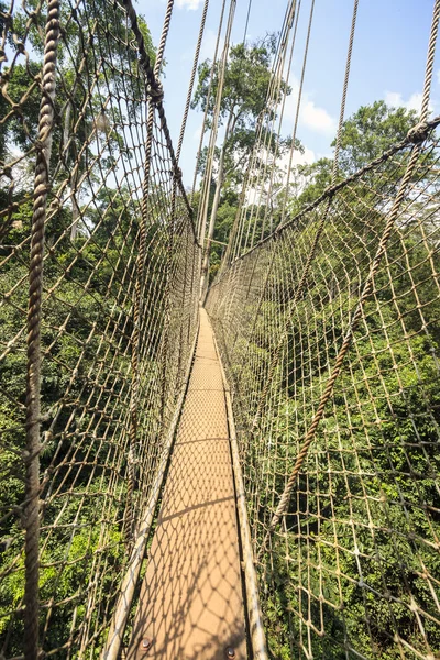 Chodník v korunách stromů v národním parku Kakum, Ghana, západní Africe — Stock fotografie