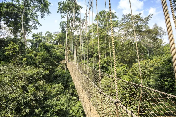 Canopy walkway in Kakum National Park, Ghana, West Africa — Stock Photo, Image