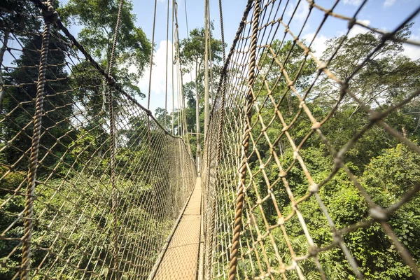 Canopy walkway in Kakum Nationaal Park, Ghana, West-Afrika — Stockfoto