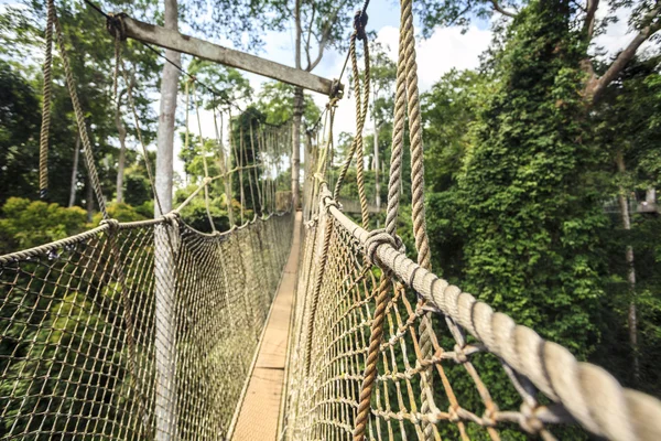 Canopy walkway in Kakum Nationaal Park, Ghana, West-Afrika — Stockfoto