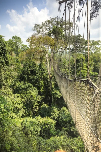 Lombkorona sétány Kakum Nemzeti Park, Ghána, Nyugat-Afrikában — Stock Fotó