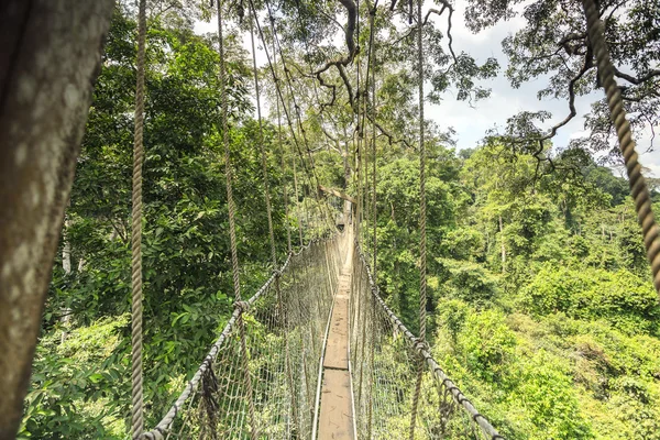Canopy gångväg i Kakum National Park, Ghana, Västafrika — Stockfoto