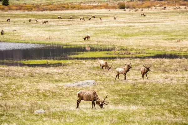 Deers on a meadow eating next to lake — Stock Photo, Image