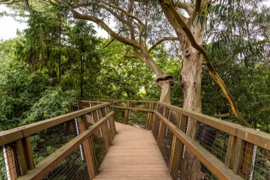 Portekiz, Porto 'da sakin yeşil bir alan olan Serralves Parkı' ndaki yemyeşil ağaçlarla çevrili yüksek ahşap yürüyüş yolu..