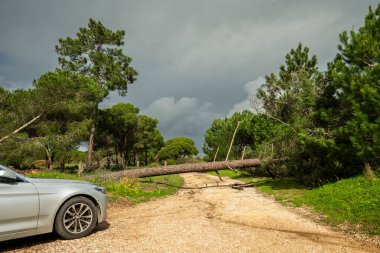 Portekiz 'de şiddetli bir kış fırtınasından sonra düşen büyük bir çam ağacı tarafından engellenen taşra çakıl yolu üzerinden geçilemeyen araba. Akdeniz ormanlarındaki fırtına hasarını ve aşırı havanın taşımacılık ve kırsal altyapı üzerindeki etkisini gösteren sahne.