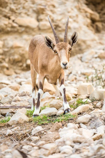 在中东地区的年轻野生山羊 (山羊) — 图库照片