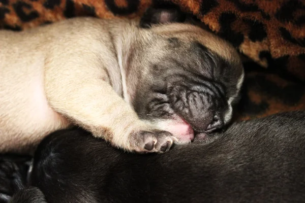 Cãozinho de cor clara — Fotografia de Stock