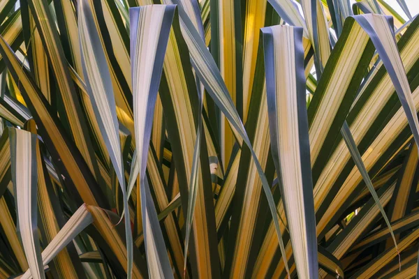 Green stripes of a bunch of palm leafs — Stock Photo, Image