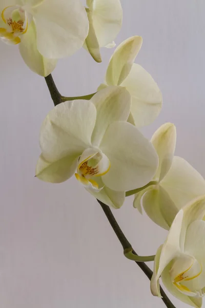Işık arka plan üzerinde krem renkli orkide