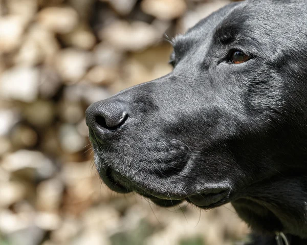 Labrador retriever portre