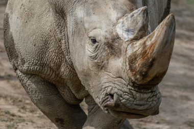 Yakın çekim Rhino portre