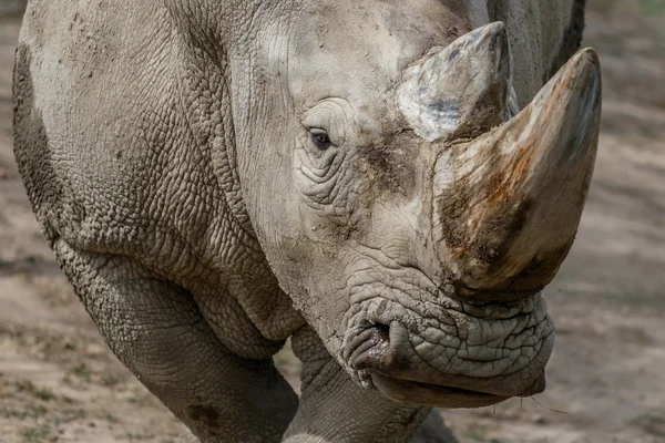 Close-up Rhino portrait — Stock Photo, Image