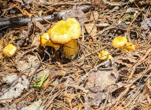 Cantharellus cibarius mantar